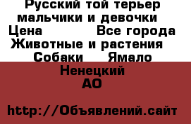 Русский той-терьер мальчики и девочки › Цена ­ 8 000 - Все города Животные и растения » Собаки   . Ямало-Ненецкий АО